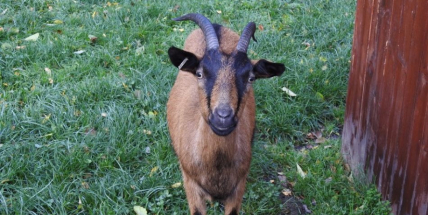 Chov ovcí v lesoparku skončil, lidé je pozabíjeli. V minizoo na Nováku hrozí obdobná situace