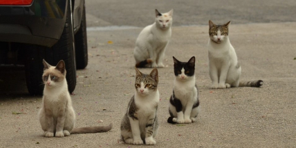 Kočky toulající se v ulicích Příbrami není kam umístit