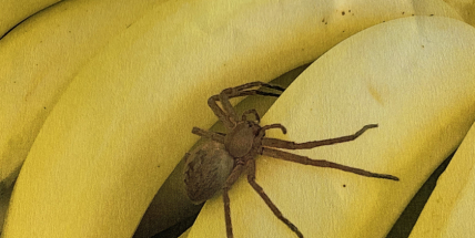 Pavouk z Mosambiku měl být na prodejně, nikoliv ve skladu. Zachoval se obchodní dům správně?