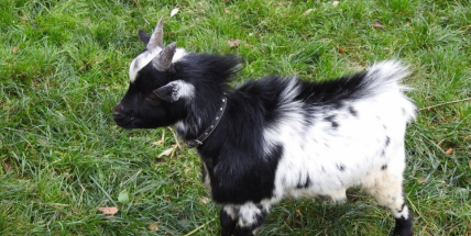 Minizoo na Nováku má nového obyvatele