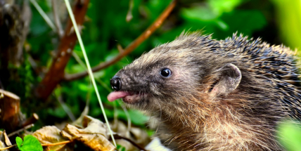 Ježci bez domova: Dokonale uklizené zahrady jim nesvědčí