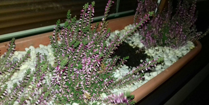 Zloději v Dobříši vyrýpávají i kytky z truhlíků