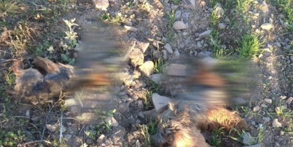 U obce Hluboš byli dnes ráno nalezeni dva mrtví jorkšíři