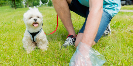 Přístup pejskařů se zlepšil, vysavač psích exkrementů je však stále v permanenci
