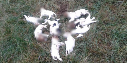 Bylo nalezeno devět mrtvých štěňat, desáté bojuje o život