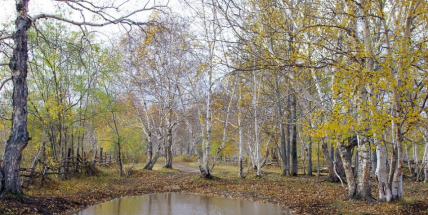 V Brdech vznikly nové tůňky. Zaženou sucho a přitáhnou vzácné obojživelníky
