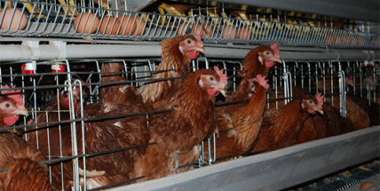 Billa přestane prodávat vejce z klecových chovů