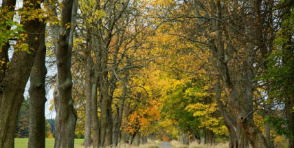 Historické stromořadí v Brdech soutěží o titul nejkrásnější aleje roku