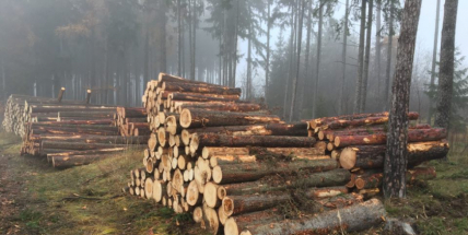 Les na Červené se mění. Jehličnaté stromy nahradí buky a duby