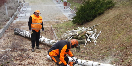 V Příbrami bude pokáceno 88 stromů. Jsou suché či nebezpečné