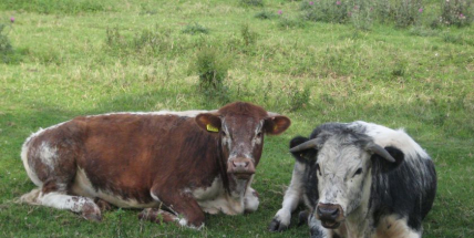 Neznámý zloděj ukradl dobytek z farmy