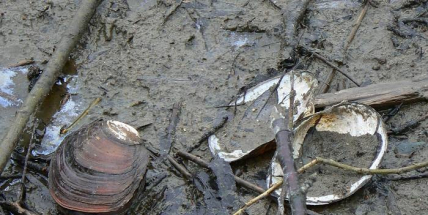 Na Orlíku se podařilo zachránit odhadem až 10 tisíc škeblí