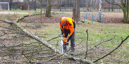 Na Nováku probíhá prořez stromů. Některé bude třeba pokácet