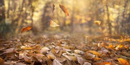 Meteorologové varují před silným větrem