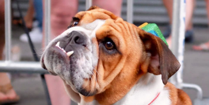 Tichý Silvestr bez rachejtlí: Každý si zaslouží klidný příchod Nového roku