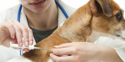 Nezapomeňte na povinný čip pro psa. Hrozit bude pokuta až 20 tisíc