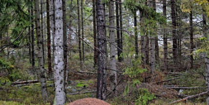 Na zapomenutý vrch nyní zapomeňte. Platí tu dočasný zákaz vstupu, hrozí pád suchých stromů