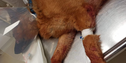 Fenka německého ovčáka doplatila na výbuch petardy. Proskočila zavřeným oknem