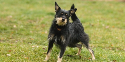 Psí útulek Lazec: Žádný „silvestrovský“ přírůstek naštěstí nemáme