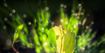 Nejen zvířata se ukládají k zimnímu spánku. Nově hibernují také sazenice stromků