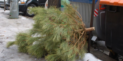 Technické služby dnes zahájily svoz vánočních stromků. Budou zkompostovány