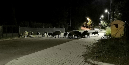 V ulicích města běhají divoká prasata, lidé mají strach