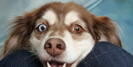 V Příbrami žije bezmála tři tisíce psů, někteří z nich však načerno