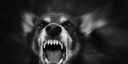 Zloděj se vloupal do domu, čekalo ho nemilé překvapení