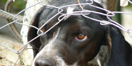 Senátoři se postavili za práva zvířat. Za týrání by mohlo hrozit až šest let vězení