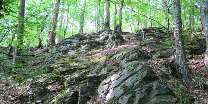 Jince mají svou vinici. Vinohrad zde ale nehledejte
