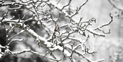 Zima hlásí návrat. V týdnu bude sněžit, teploty spadnou až k –5 °C