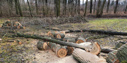 V lesoparku Litavka právě probíhá kácení nebezpečných topolů a olší