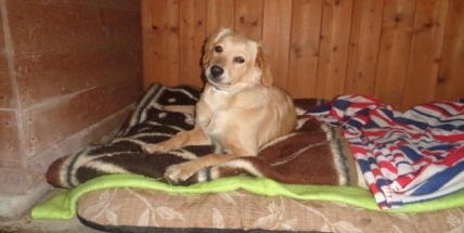 Po městě běhala smečka čtyř psů. Nyní jsou v psím útulku