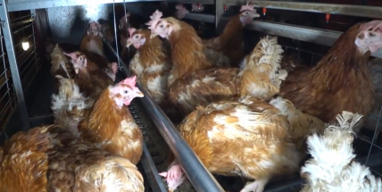 Havranová, Drozd, ale i Eva Holubová. Lidé s ptačím příjmením se zastali slepic