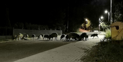 Mníšek pod Brdy: Zraněný divočák je pryč