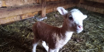 Nadílka na Nováku: V neděli nad ránem se narodilo jehně