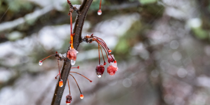 Počasí jako na houpačce. V pátek bude sněžit, o víkendu se oteplí na 15 stupňů