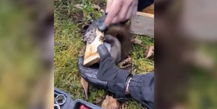 Hasiči vyprostili veverku, která uvázla v ptačí budce