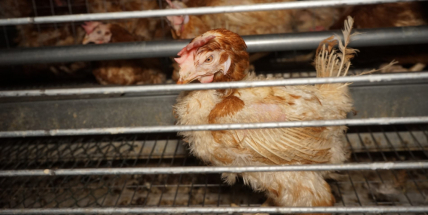 „Za rok tu slepici nepoznáš. Nebude na sobě mít ani peříčko,“ říká zaměstnanec slepičí farmy