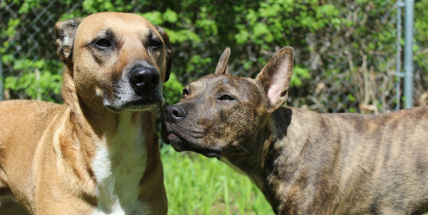 I pejsci mohou darovat krev a zachránit tak několik psích kamarádů