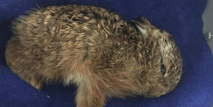 Mějte své psy na vodítkách, zabíjí zajíčata