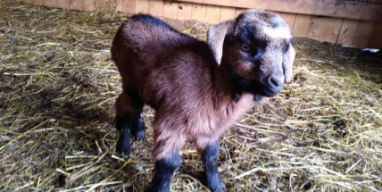 V Minizoo na Nováku se narodilo kůzle