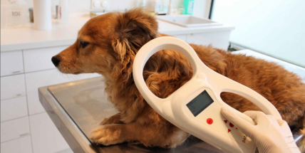 Psí útulky: Čip pejska k majiteli většinou nevrátí