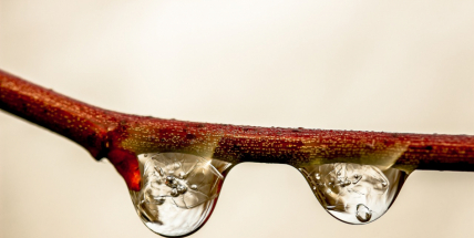 Zima bere zpátečku, přichází jarní počasí. V příštím týdnu bude až 15 stupňů