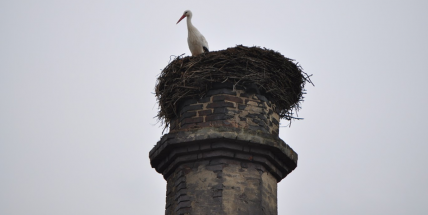 Do podhůří Brd přilétl čáp