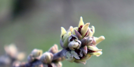 Po chladném začátku příštího týdne se bude oteplovat