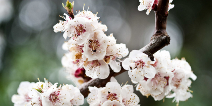 V týdnu bude v noci mrznout, mráz může poškodit kvetoucí stromy