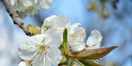 Křesťané si dnes připomínají vjezd Ježíše Krista do Jeruzaléma