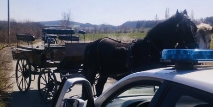 Městská policie odchytávala splašené koně se spřežením