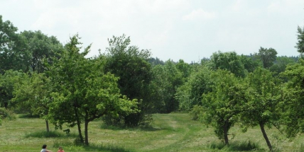 Pitím piva přispěte na obnovu svatohorského sadu